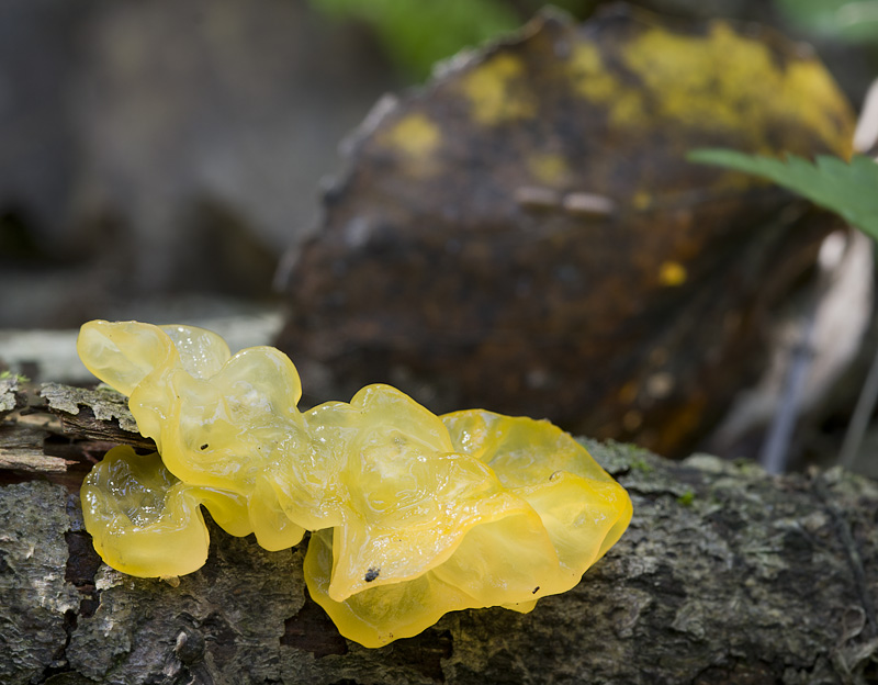 Tremella mesenterica